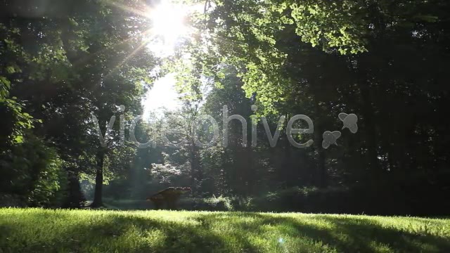 Park Forest  Videohive 2613431 Stock Footage Image 10