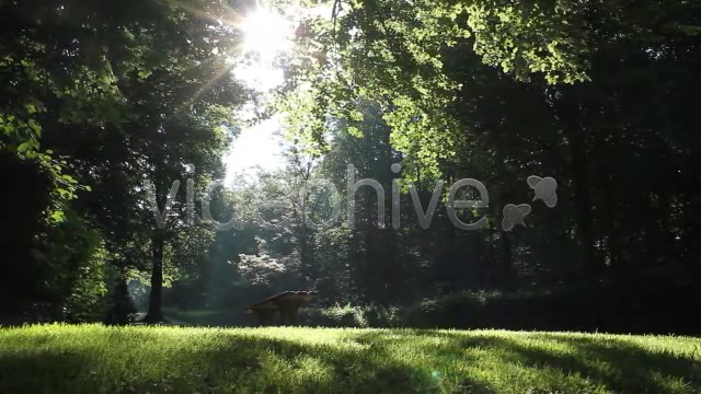 Park Forest  Videohive 2613431 Stock Footage Image 11