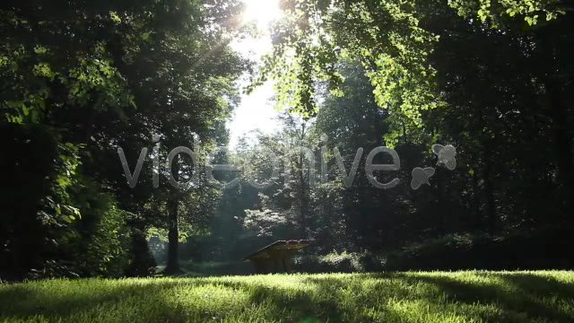 Park Forest  Videohive 2613431 Stock Footage Image 2