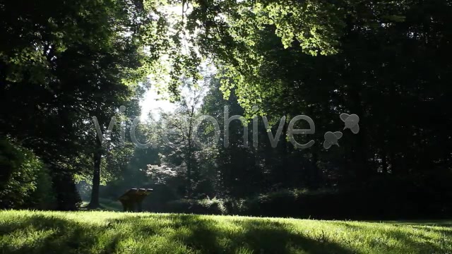 Park Forest  Videohive 2613431 Stock Footage Image 7
