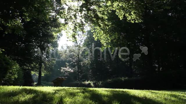 Park Forest  Videohive 2613431 Stock Footage Image 8