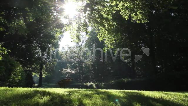 Park Forest  Videohive 2613431 Stock Footage Image 9