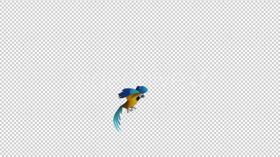 Parrot 3 Realistic Videohive 21086025 Motion Graphics Image 1