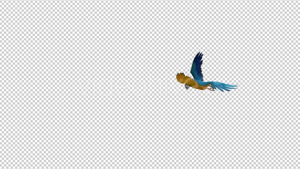 Parrot 3 Realistic Videohive 21086025 Motion Graphics Image 4