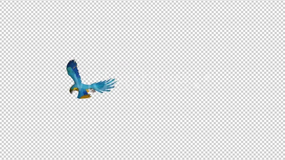 Parrot 3 Realistic Videohive 21086025 Motion Graphics Image 5