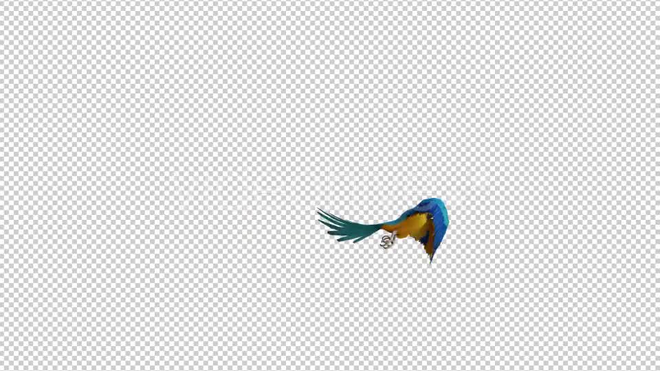 Parrot 3 Realistic Videohive 21086025 Motion Graphics Image 7