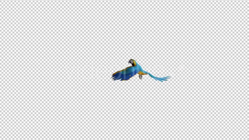 Parrot 3 Realistic Videohive 21086025 Motion Graphics Image 8