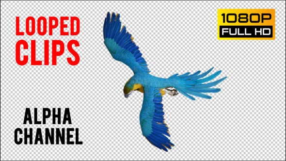 Parrot 3 Realistic - 21086025 Download Videohive