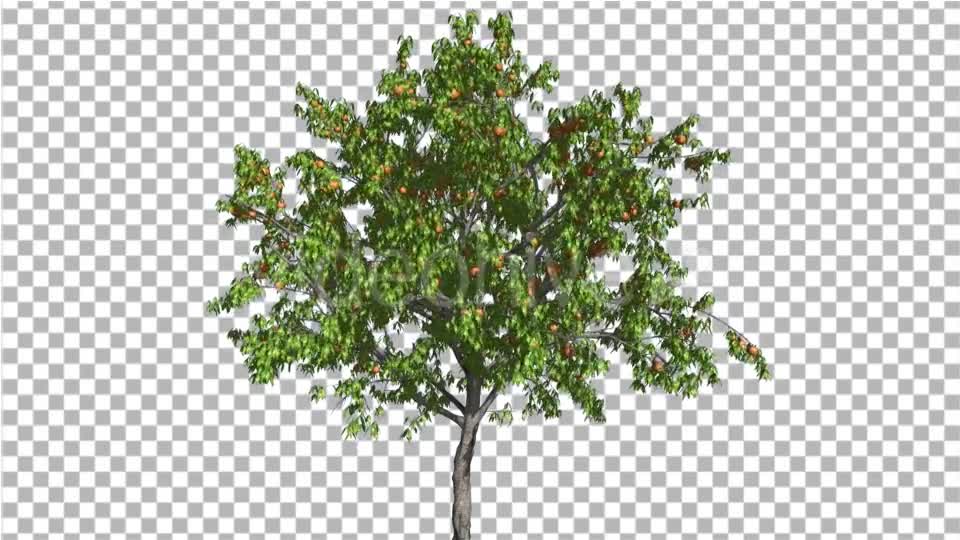 Peach ThinTrunk Tree Green Leaves And Yellow - Download Videohive 13559600