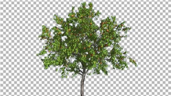 Peach ThinTrunk Tree Green Leaves And Yellow - Download Videohive 13559600