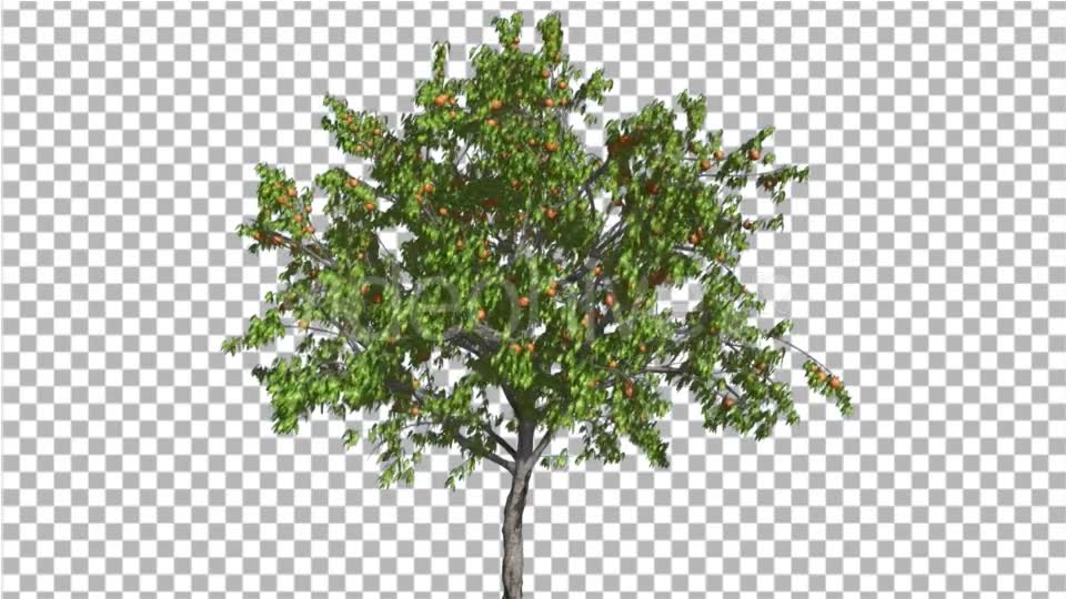Peach Thintrunk Tree Green Leaves and Yellow - Download Videohive 16853110