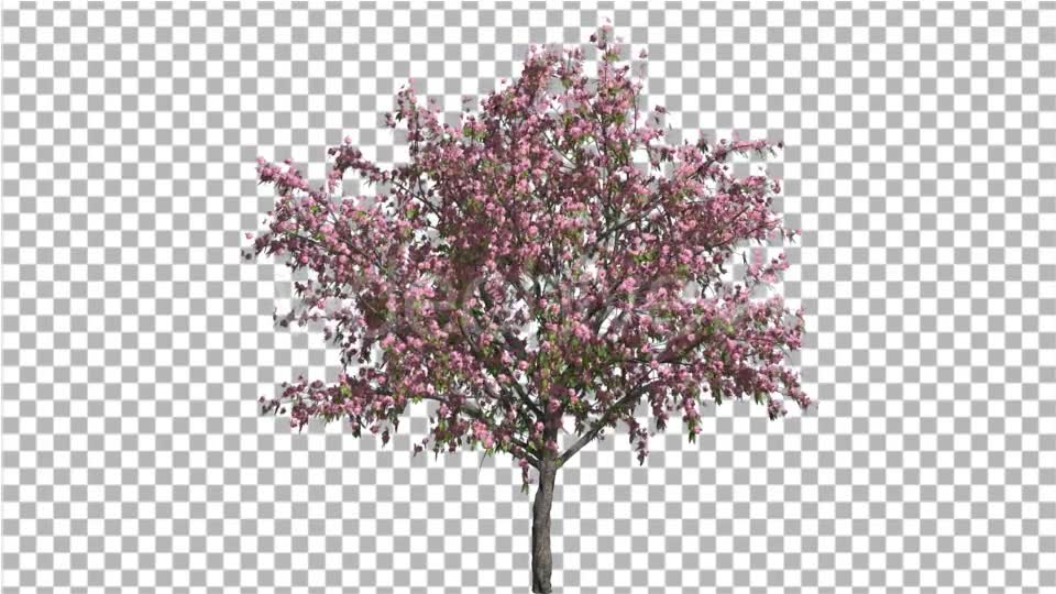 Peach ThinTrunk Tree Green Leaves Pink Flowers - Download Videohive 14030759