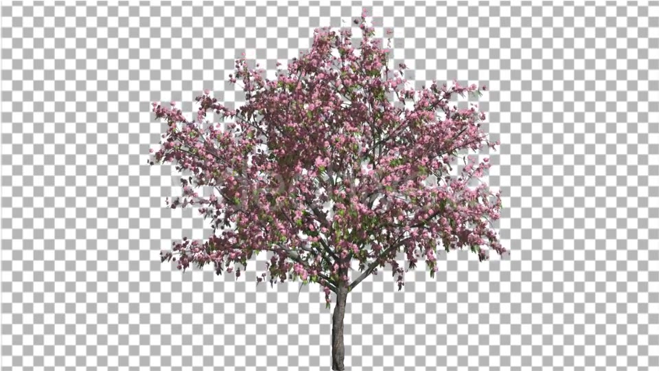Peach ThinTrunk Tree Green Leaves Pink Flowers - Download Videohive 14030759