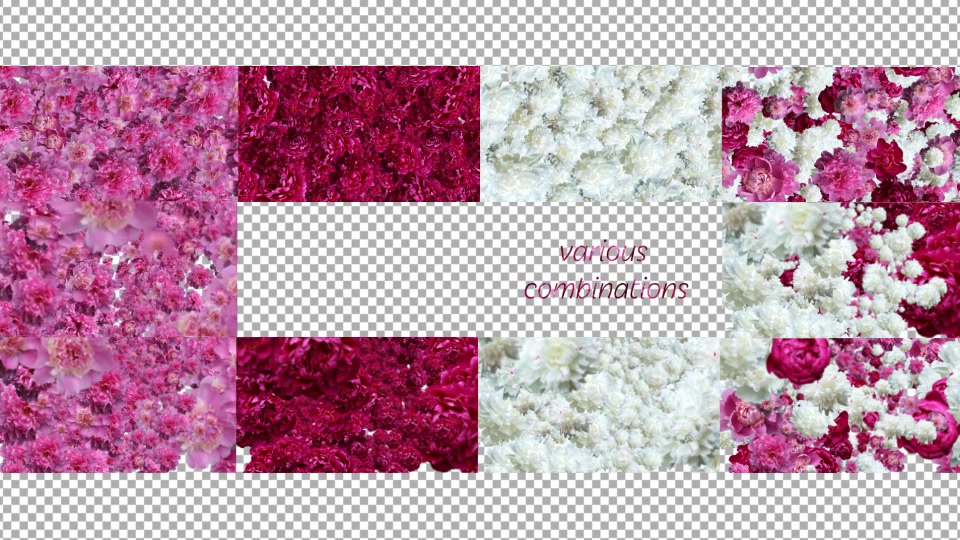 Peony Videohive 11895331 After Effects Image 6