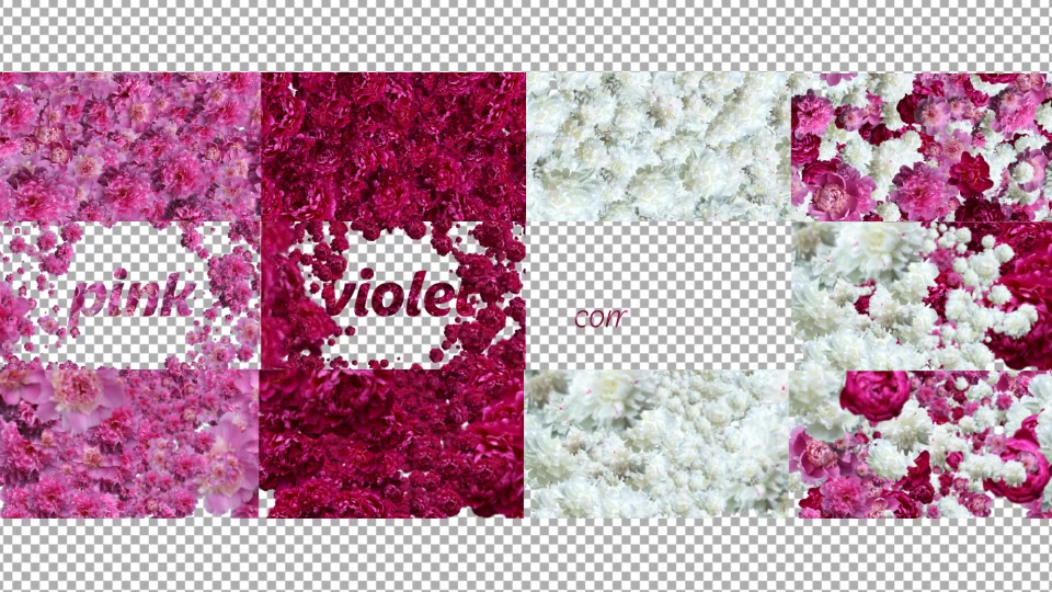 Peony Videohive 11895331 After Effects Image 7