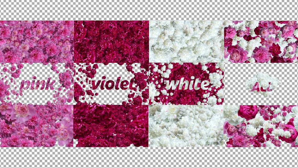 Peony Videohive 11895331 After Effects Image 8