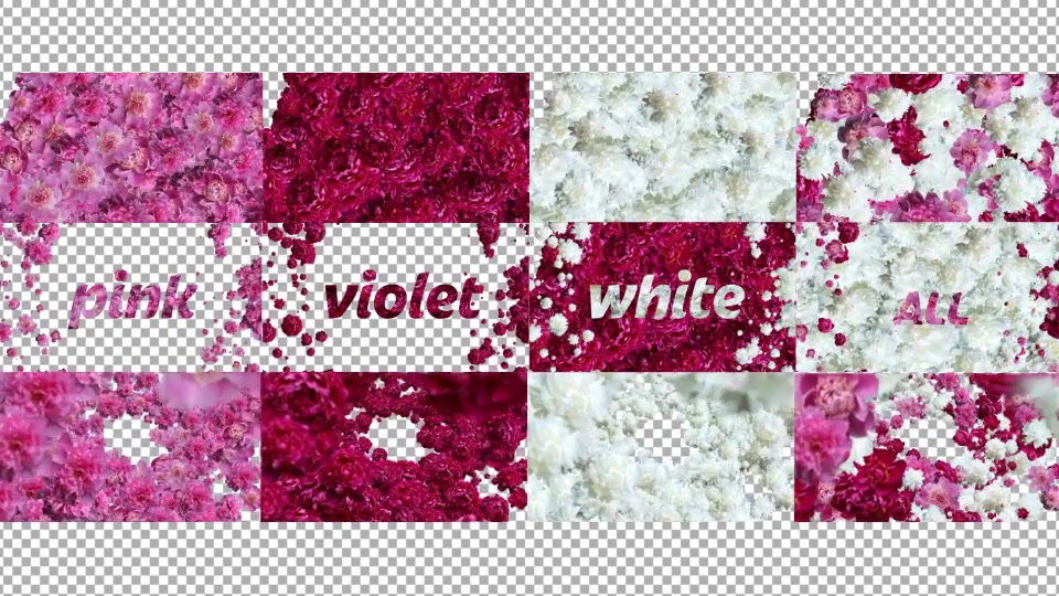 Peony Videohive 11895331 After Effects Image 9