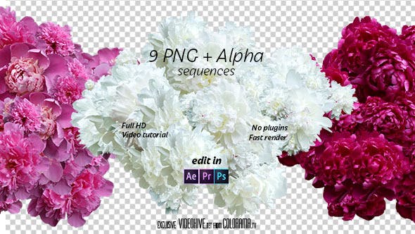 Peony - Download Videohive 11895331