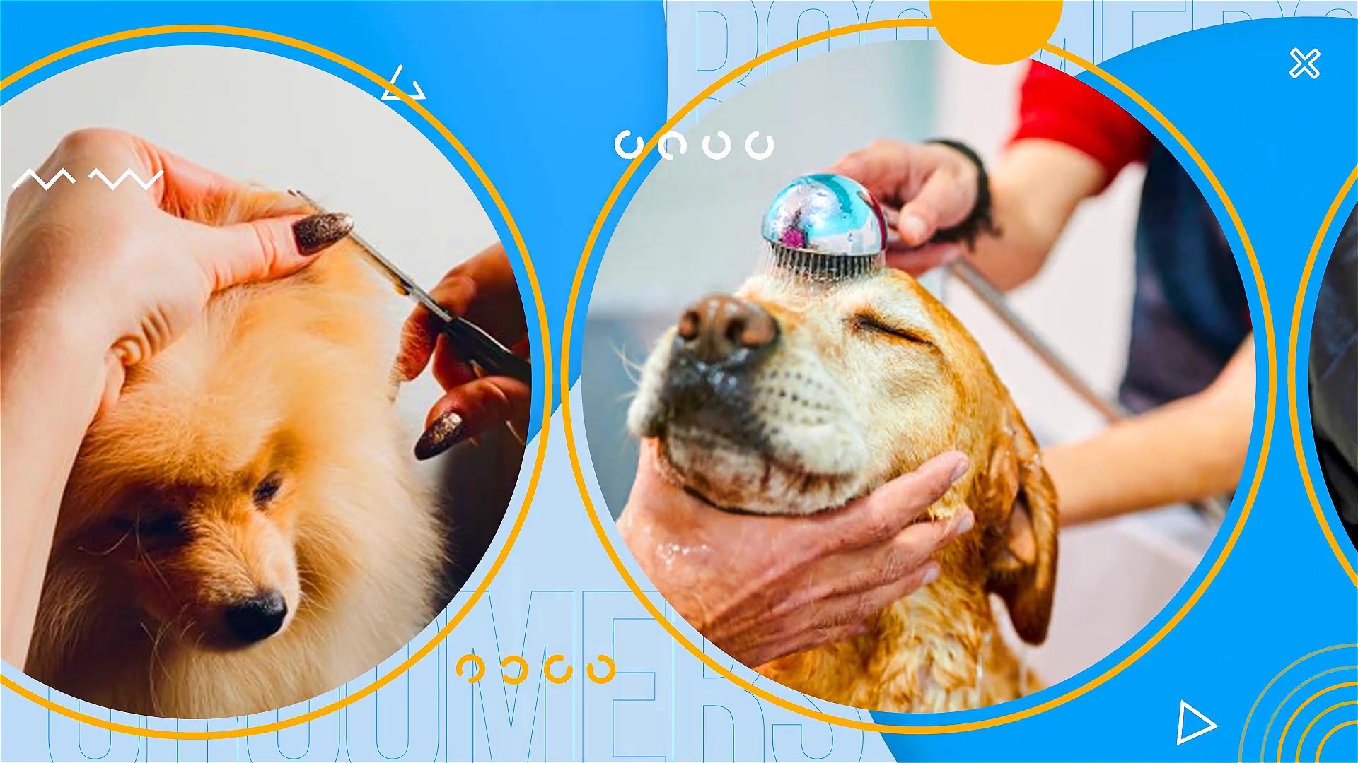 Pet Grooming Salon Promotion Videohive 30723694 After Effects Image 3