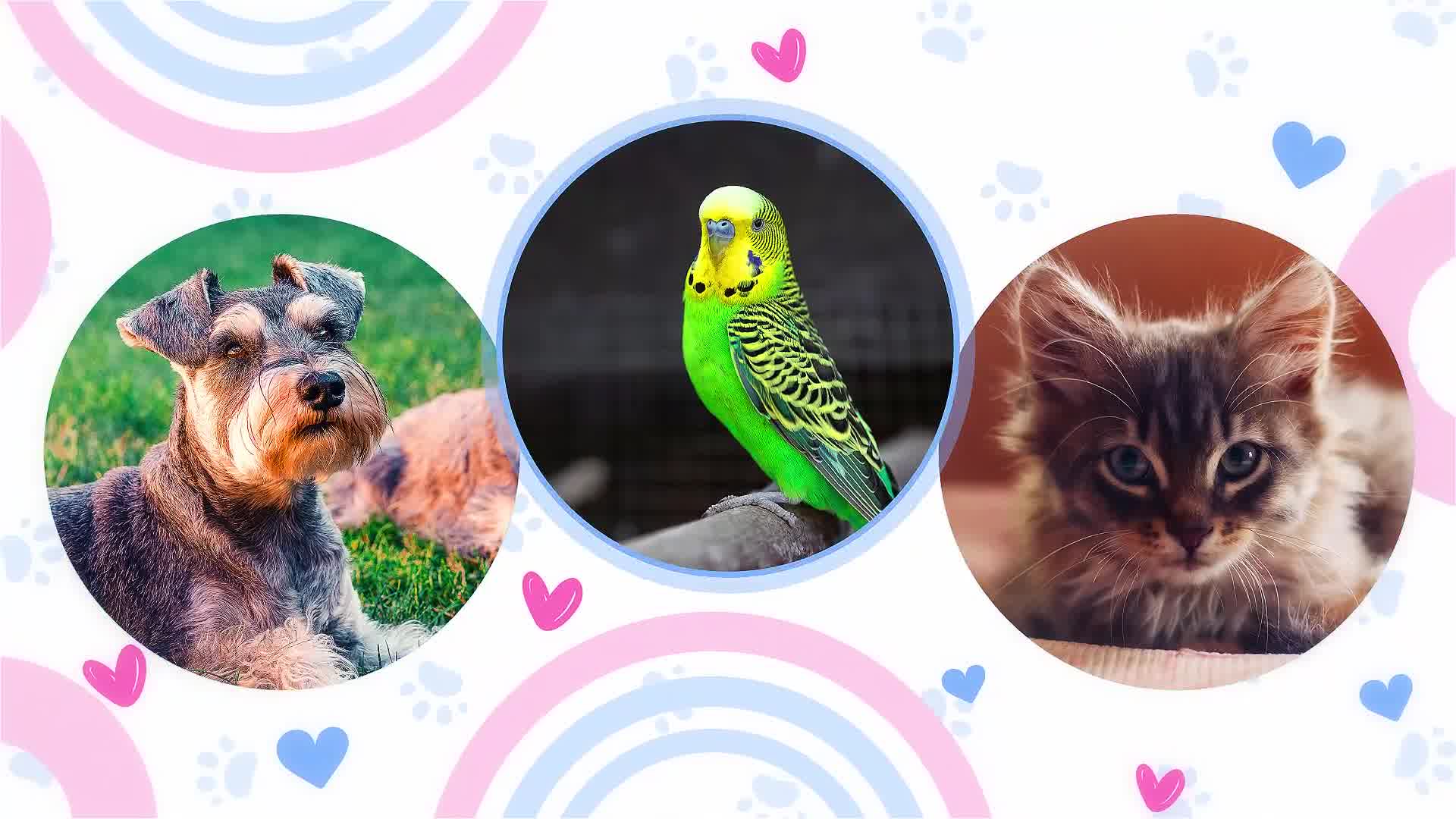 Pet Shop Promo Videohive 37783589 After Effects Image 10