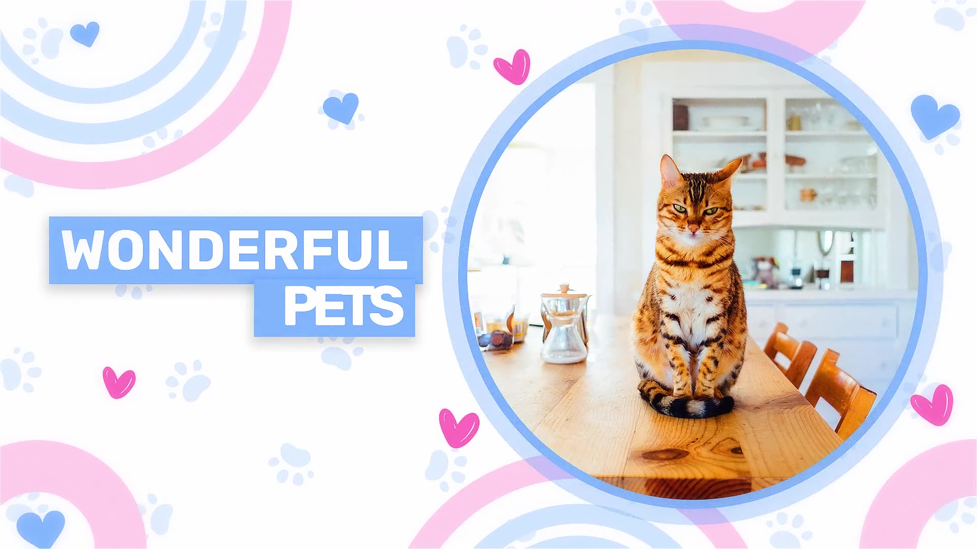 Pet Shop Promo Videohive 37783589 After Effects Image 2
