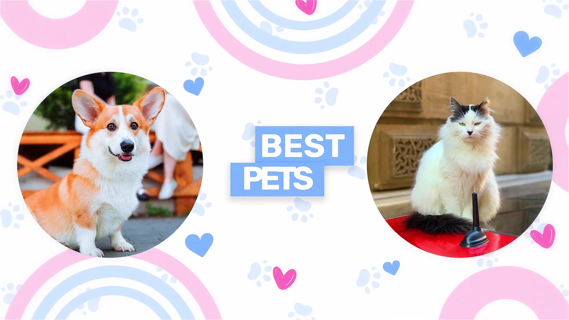 Pet Shop Promo Videohive 37783589 After Effects Image 4