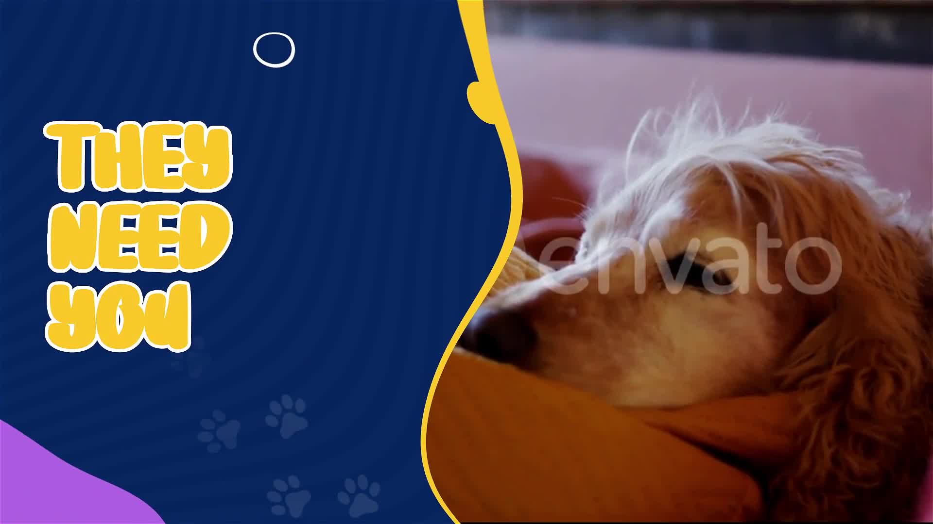 Pet Shop Promo Videohive 38134741 After Effects Image 10