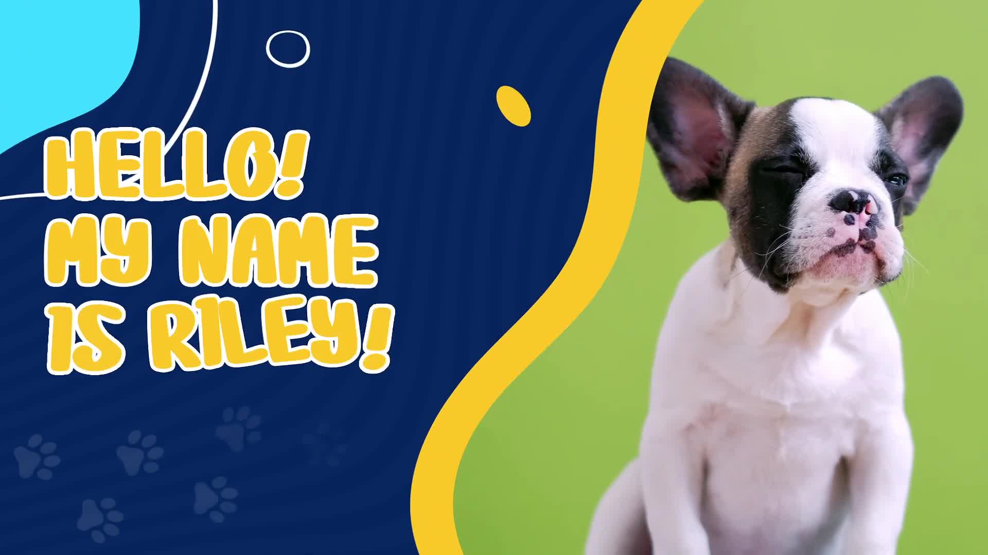 Pet Shop Promo Videohive 38134741 After Effects Image 2