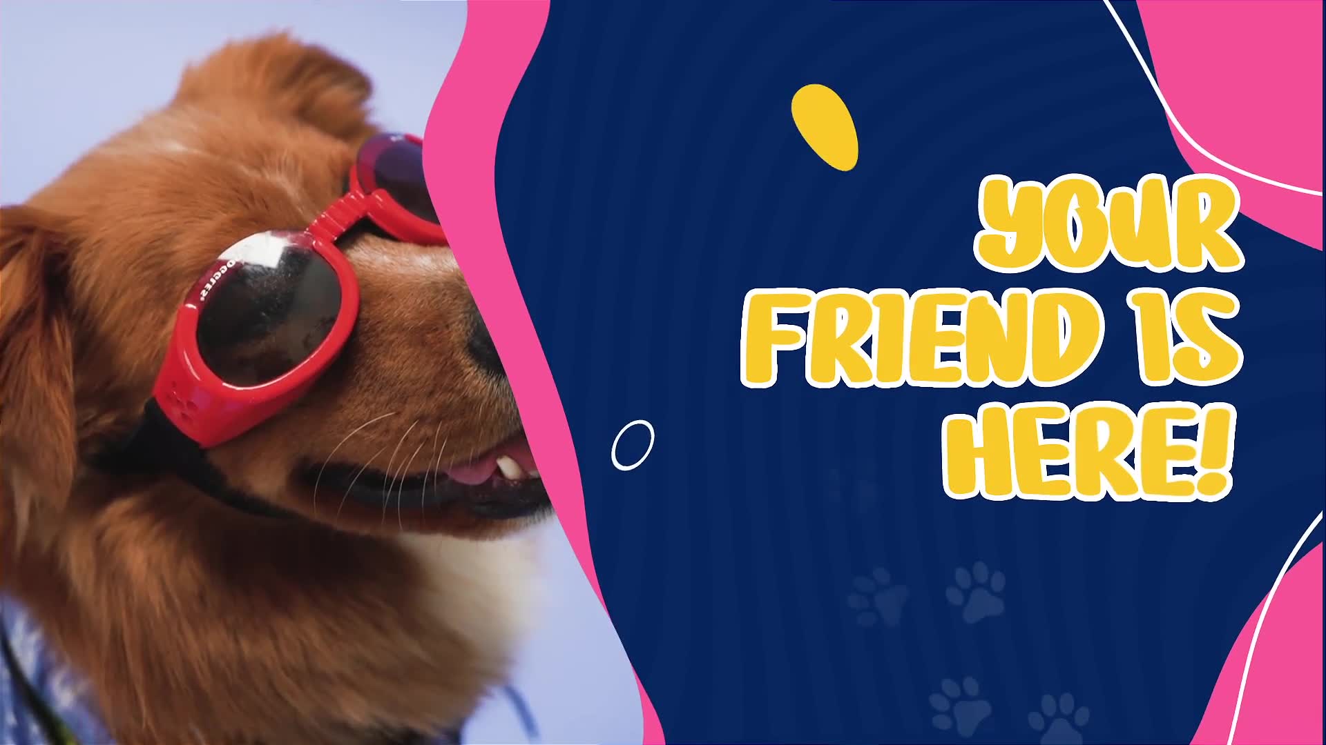 Pet Shop Promo Videohive 38134741 After Effects Image 3