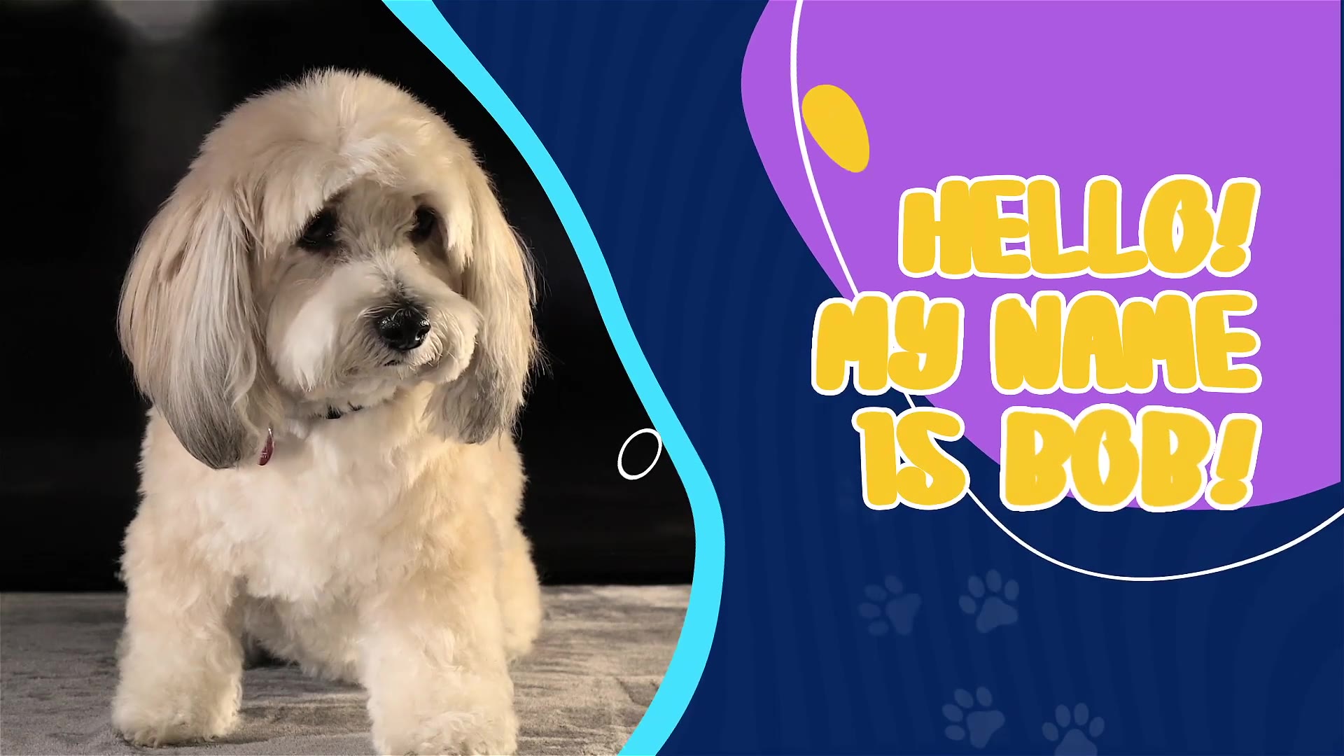 Pet Shop Promo Videohive 38134741 After Effects Image 7