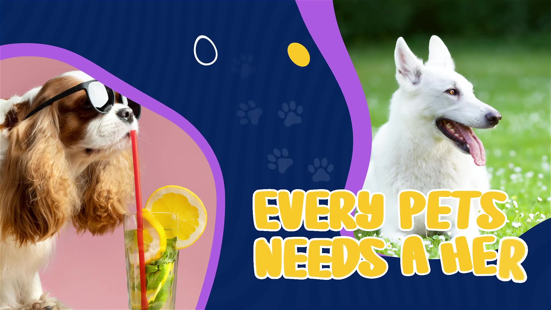 Pet Shop Promo Videohive 38134741 After Effects Image 8