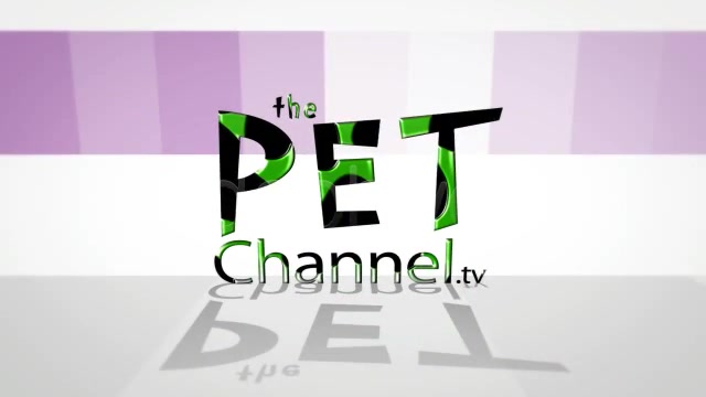 Pet Store Intro Tv Show Videohive 1952833 After Effects Image 10