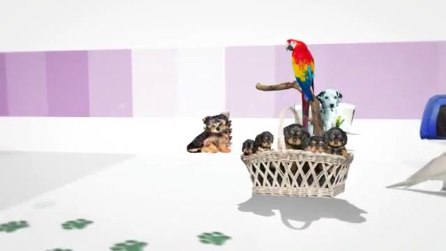 Pet Store Intro Tv Show Videohive 1952833 After Effects Image 8