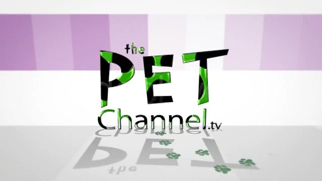 Pet Store Intro Tv Show Videohive 1952833 After Effects Image 9