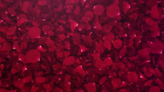 Petals Logo Reveal III Videohive 20732892 After Effects Image 1