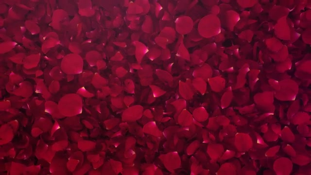 Petals Logo Reveal III Videohive 20732892 After Effects Image 2
