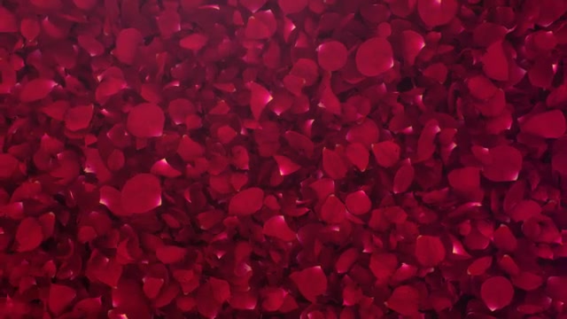 Petals Logo Reveal III Videohive 20732892 After Effects Image 3