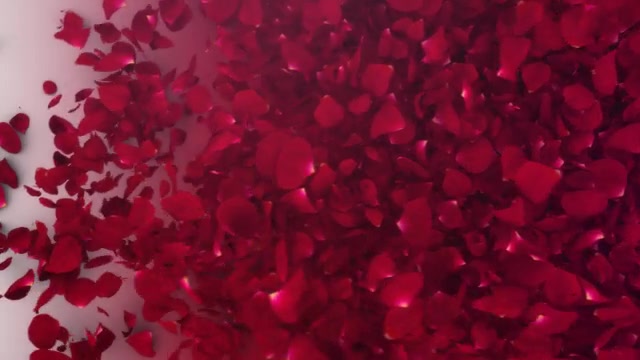 Petals Logo Reveal III Videohive 20732892 After Effects Image 4