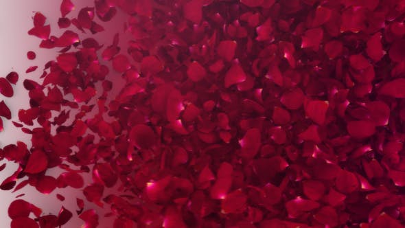 Petals Logo Reveal III - Videohive Download 20732892