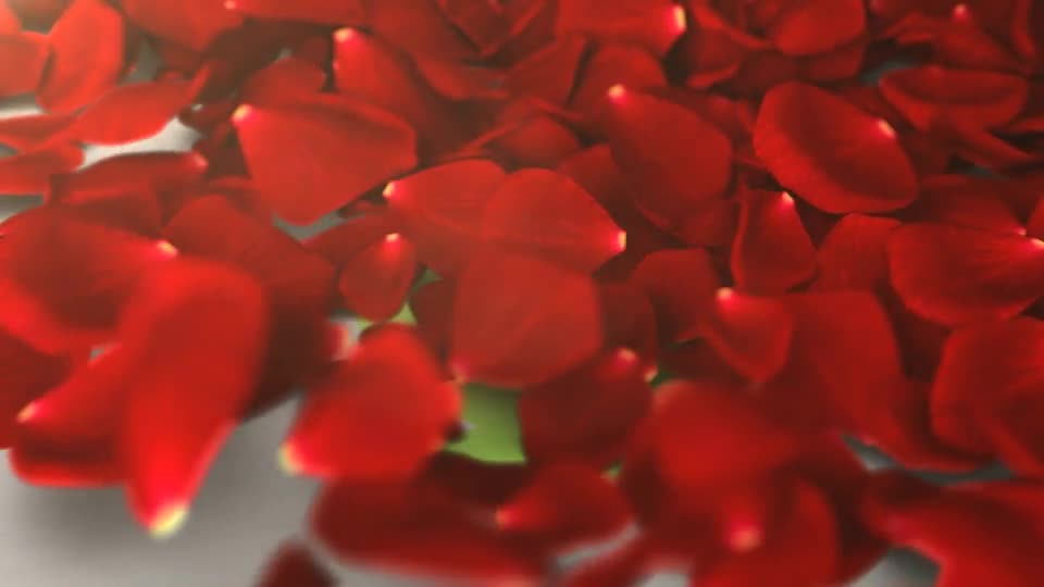 Petals Rose Reveal Videohive 12477717 After Effects Image 1
