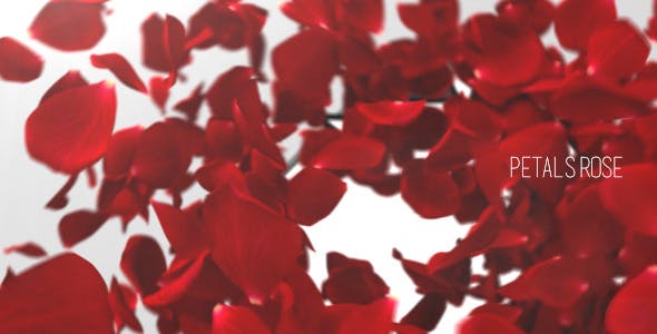 Petals Rose Reveal - Download Videohive 12477717