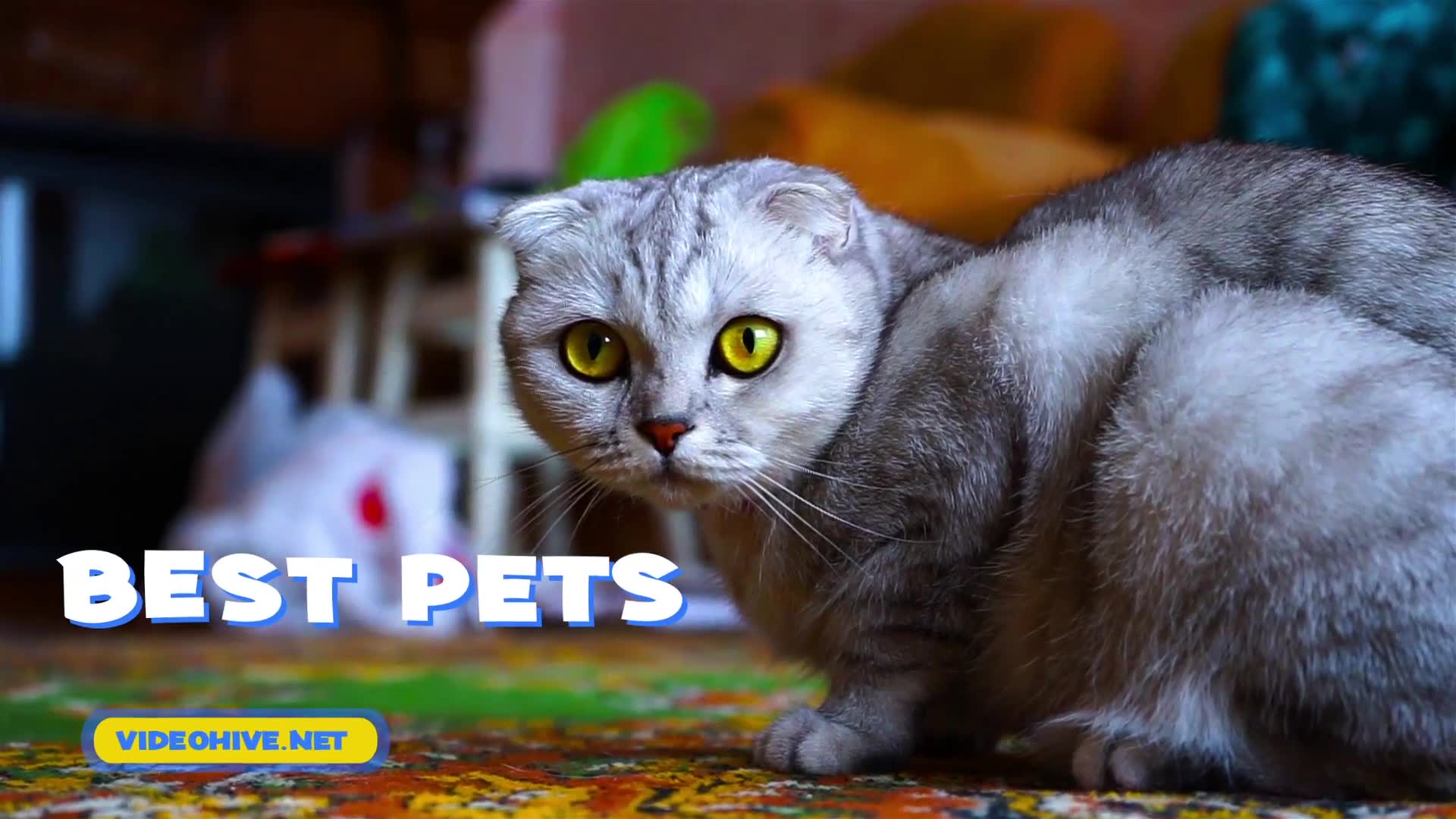 Pets Slideshow Videohive 31470611 After Effects Image 11