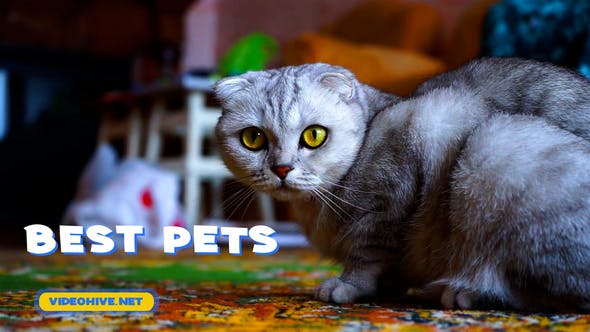 Pets Slideshow - Download 31470611 Videohive