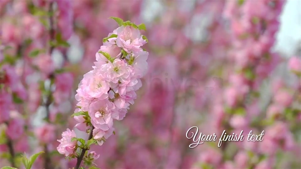 Photo Gallery and Cherry Blossoms - Download Videohive 4698711