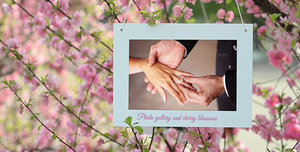 Photo Gallery and Cherry Blossoms - Download Videohive 4698711