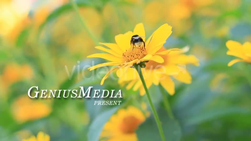 Photo Gallery on a Flower Holiday - Download Videohive 5114826