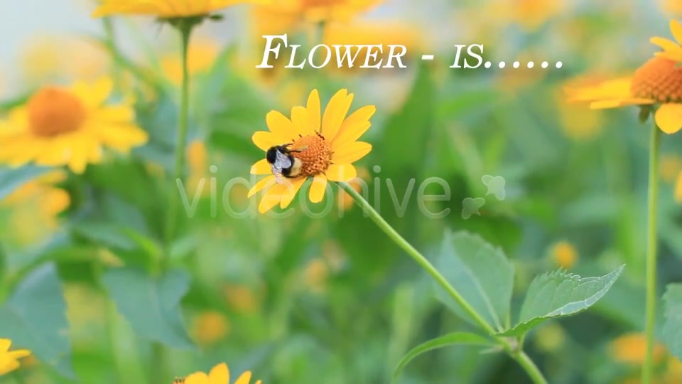 Photo Gallery on a Flower Holiday - Download Videohive 5114826