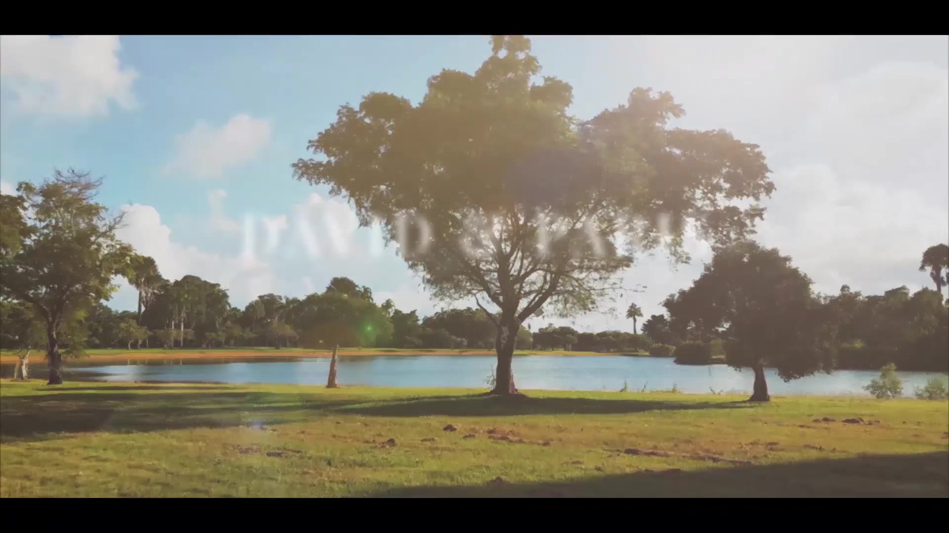 Photo Gallery Under Tree Videohive 31647671 After Effects Image 2