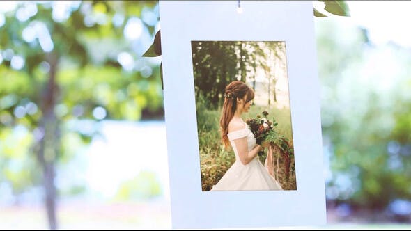 Photo Gallery Under Tree - 31647671 Download Videohive