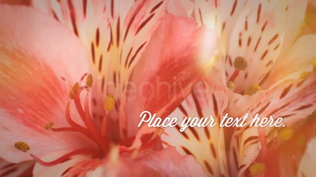 Photographs and Memories Bloom - Download Videohive 4974510